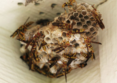 a wasps nest