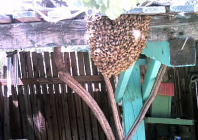 A swarm of bees under a roof