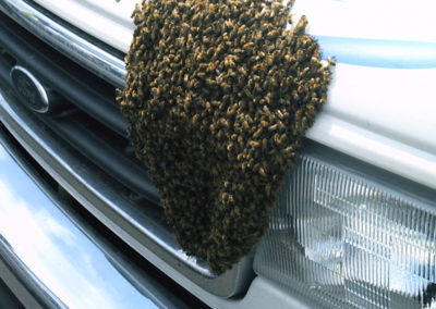A swarm of bees on a vehicle