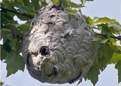 A Wasps nest in a tree
