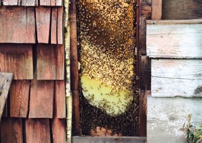 Honey removal