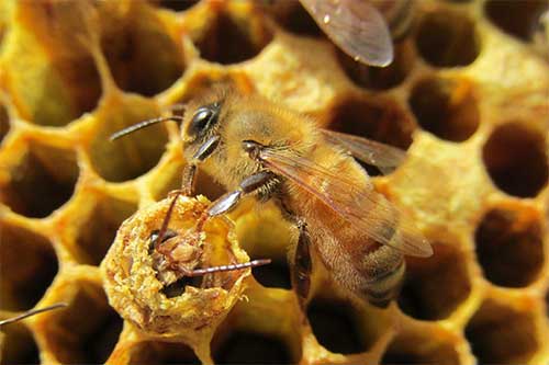 bee in honeycomb