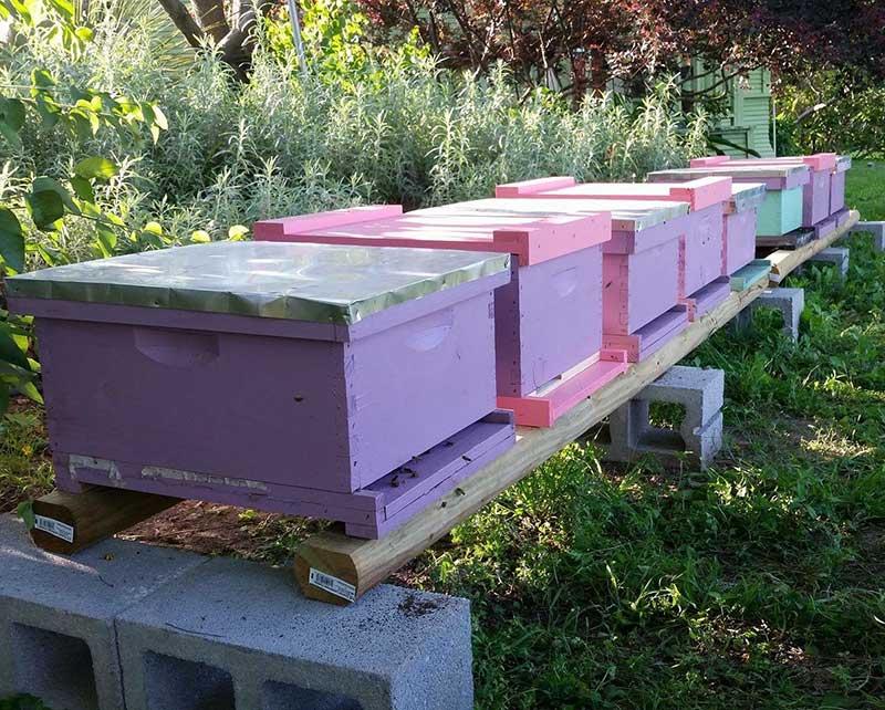 Purple and pink boxes