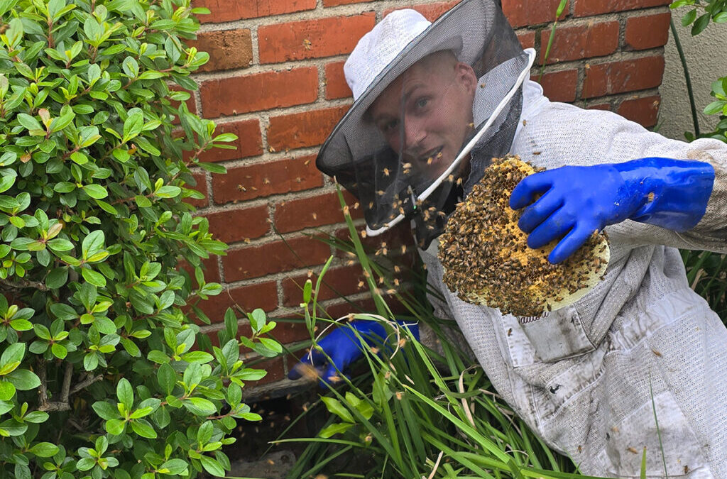 Why Bee Removal Services Are Essential for Homeowners in the USA