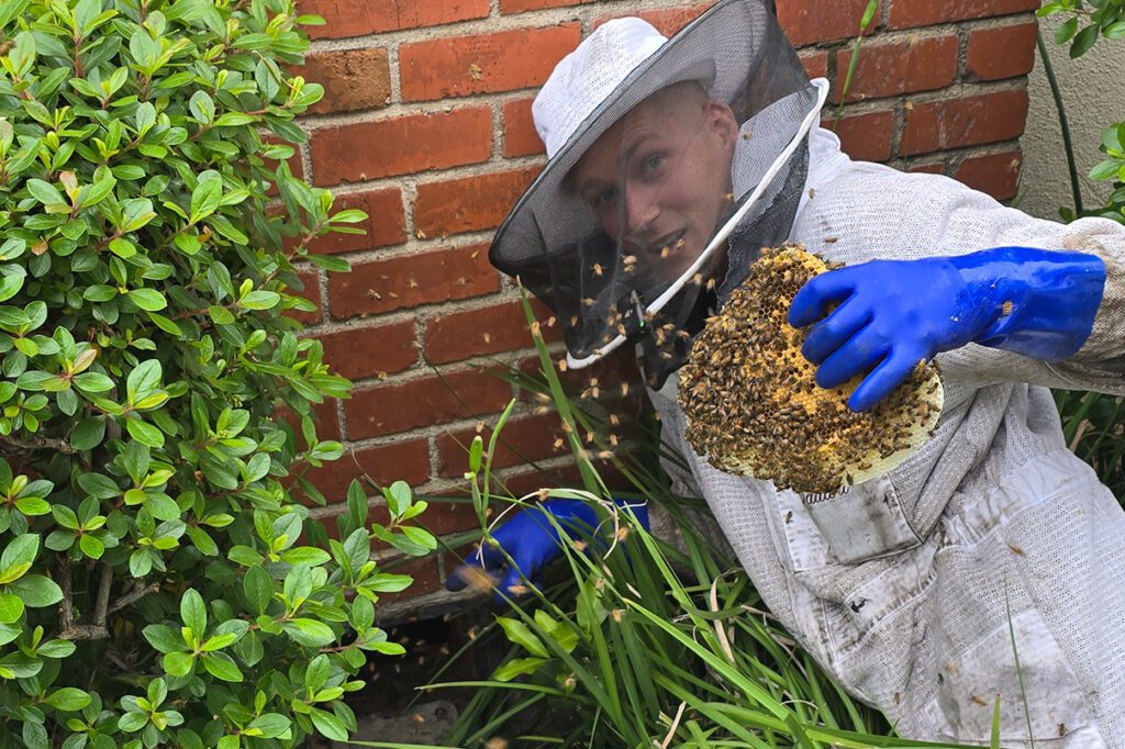 Why Bee Removal Services Are Essential for Homeowners in the USA