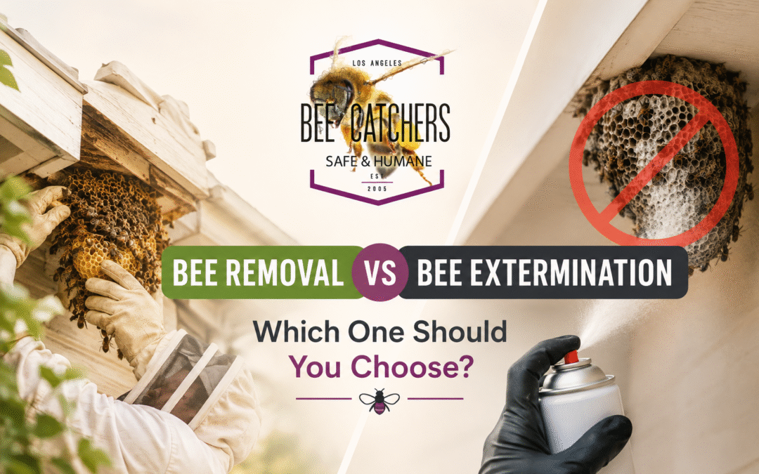 Bee removal vs bee extermination