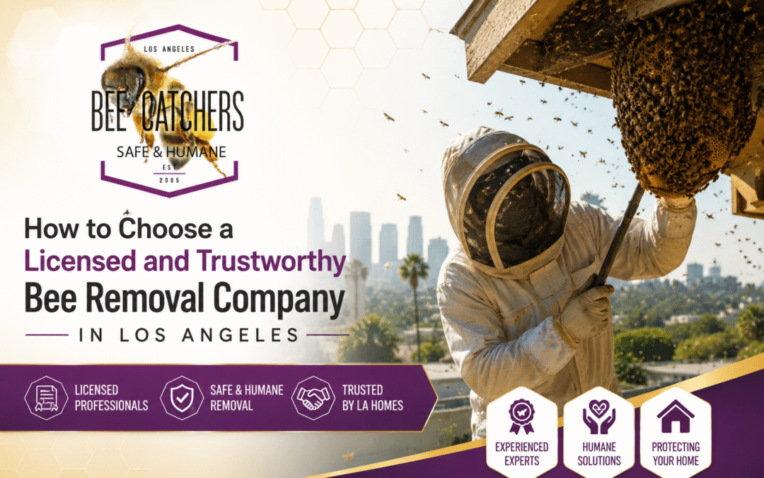 How to Choose a Licensed and Trustworthy Bee Removal Company in Los Angeles