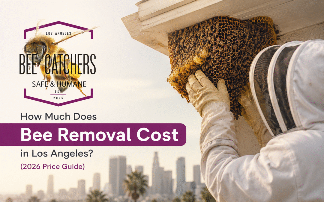 How Much Does Bee Removal Cost in Los Angeles? (2026 Price Guide)