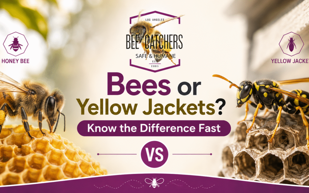 Bees or Yellow Jackets Know the Difference Fast