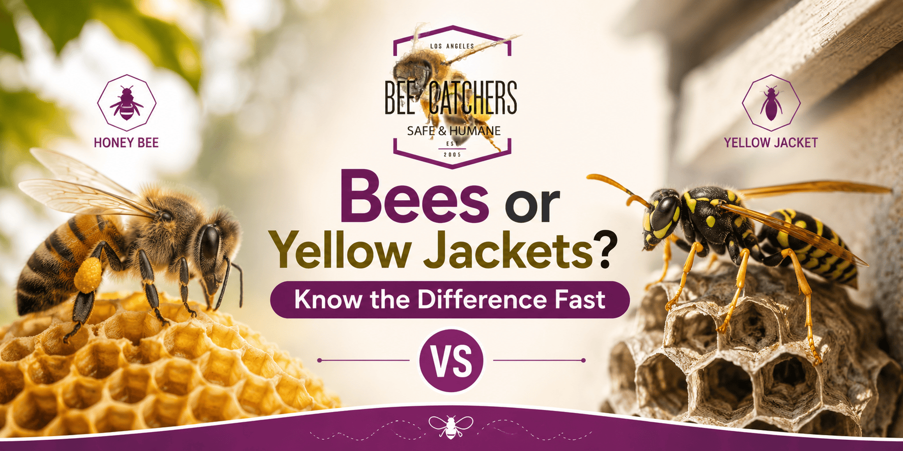 Bees or Yellow Jackets? Know the Difference Fast