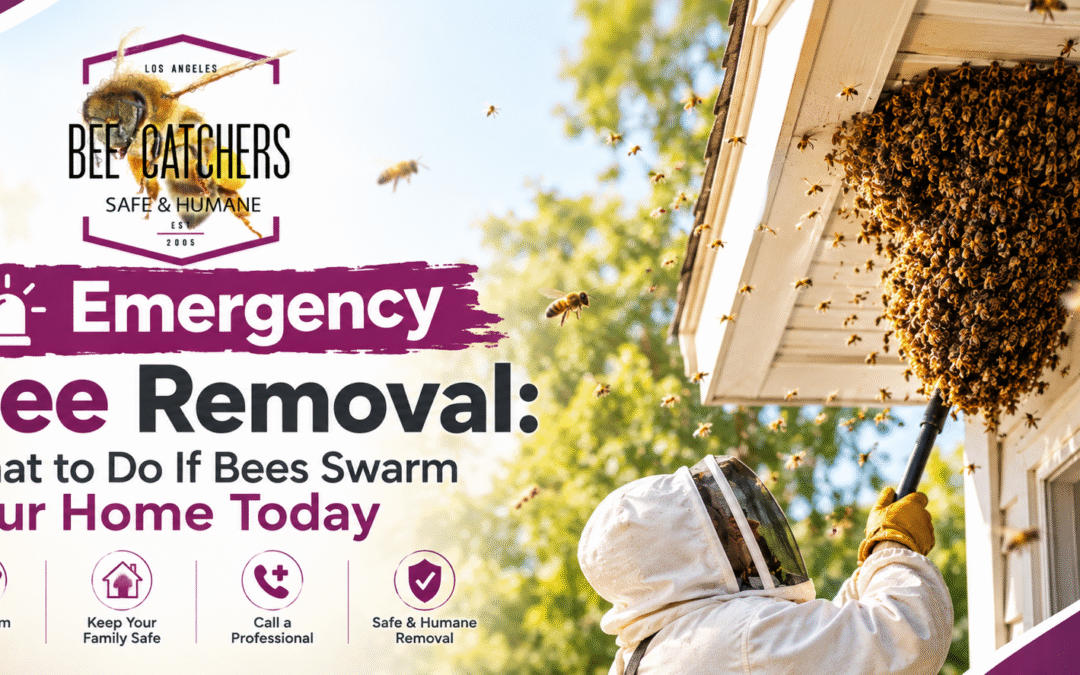 Emergency Bee Removal Guide