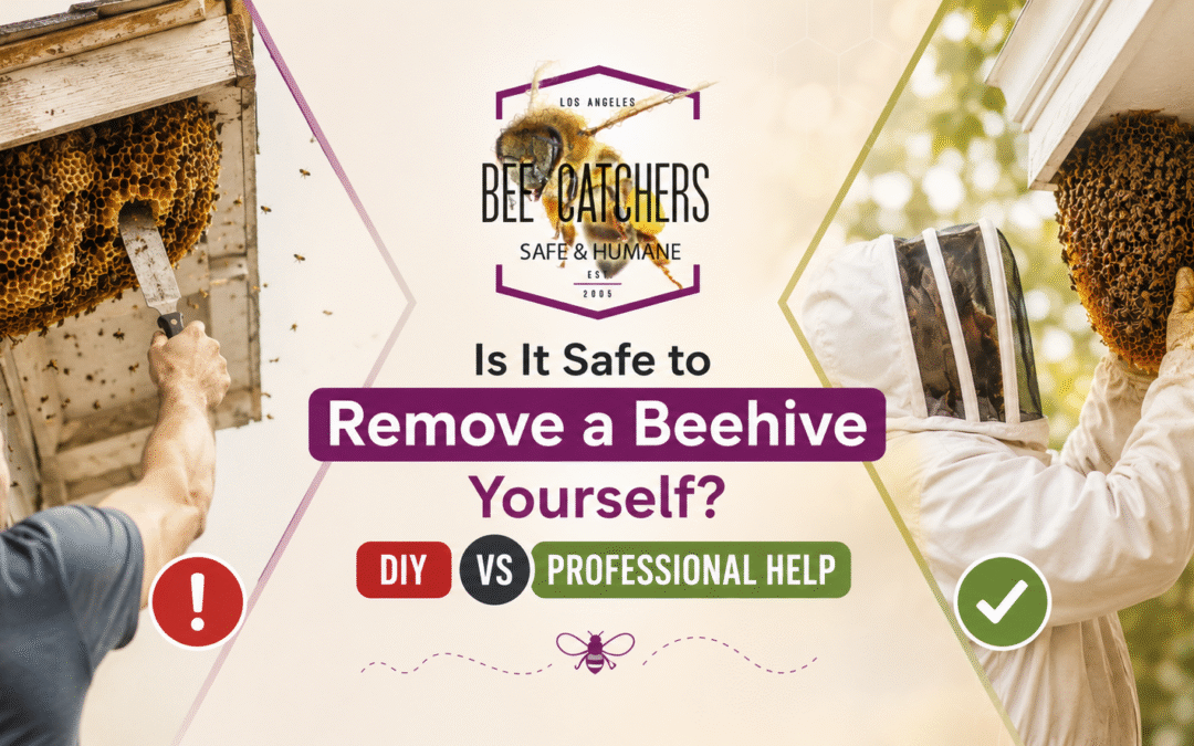 Is It Safe to Remove a Beehive Yourself? DIY vs Professional Help